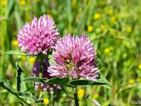 Au Sud de Valbelle - Flore  Trèfle violet ...