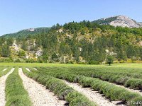 Au Sud de Valbelle  Champ de lavande et de blé. Au loin, les crêtes de Lure ...