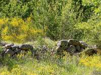 Au Sud de Valbelle  Vestiges de murets aux abords d'un ancien champ ...