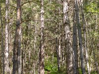 Au Sud de Valbelle  Le sentier dans la forêt 1/3 ...