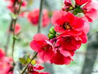 Vallée de l'Ubaye  Cognasier du Japon en fleur dans le même jardin à Jausiers