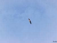 St May - Col de St May  Ces vautours ont une taille de 95 à 110 cm et une envergure 255 à 280 cm. Ils pèsent de 7 à 10 kg et leur longévité peut aller jusqu'à 40 ans !