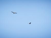 St May - Col de St May  Ici deux vautours fauves